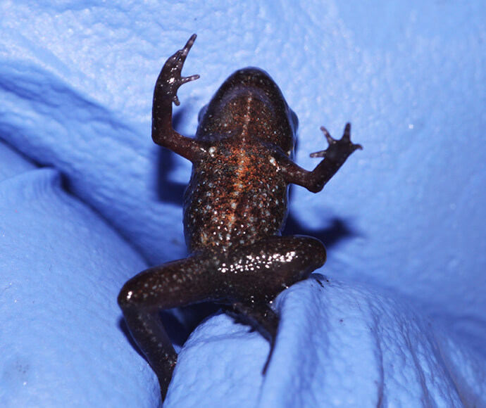 A threatened species of frog named Wallum Froglet (Crinia tinnula)