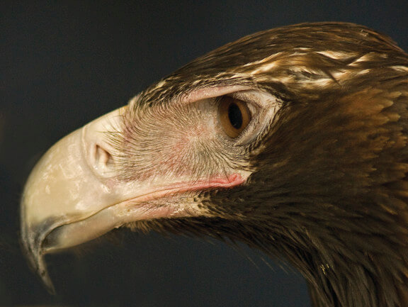 A wedge-tailed eagle (Aquila audax) in profile