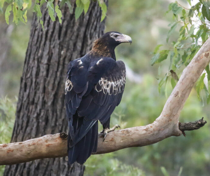 A wedge-tailed eagle (Aquila audax) perched in a tree