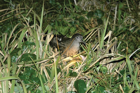 A Wedge-tailed shearwater (Puffinus pacificus) nestled among green foliage on Broughton Island, displaying its grey-brown plumage with a lighter underside.