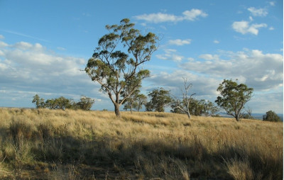 Dry yellow grass covers a small hill which has several trees spread over it. There is blue sky with white and grey clouds in the background.