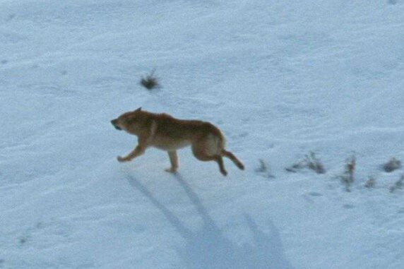 Wild dog walking in snow at Kosciuszko National Park