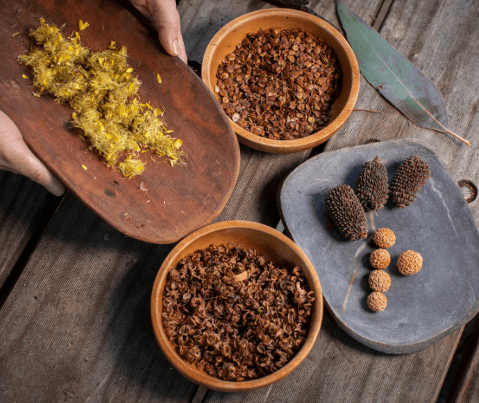 A collection of Wirraminna seeds on a rustic wooden table. The image shows a hand holding a wooden bowl filled with yellow flowers, another bowl with brown seeds, and a slate plate with pine cones and round seed pods next to a green leaf.