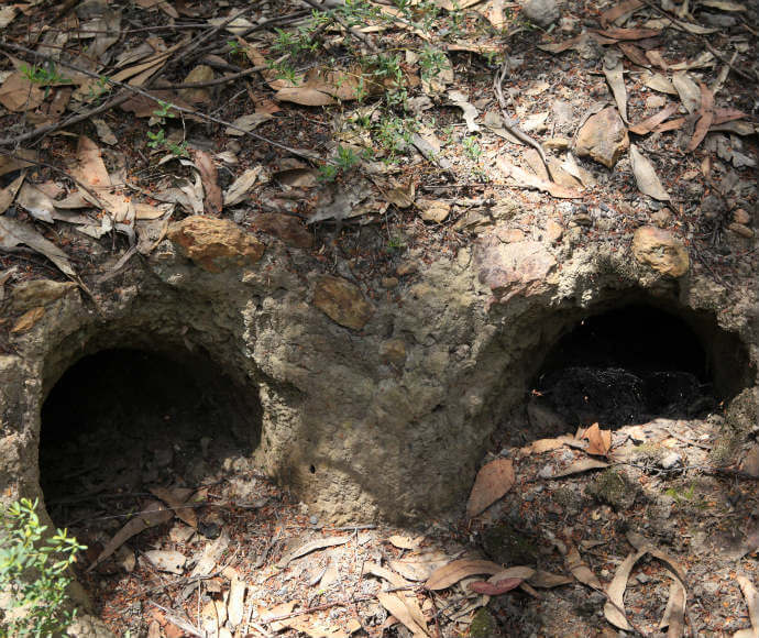 A disused wombat burrow