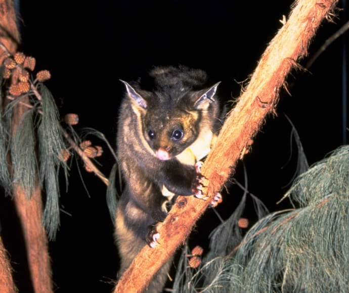 Yellow-bellied glider (Petaurus australis) perched on a tree branch