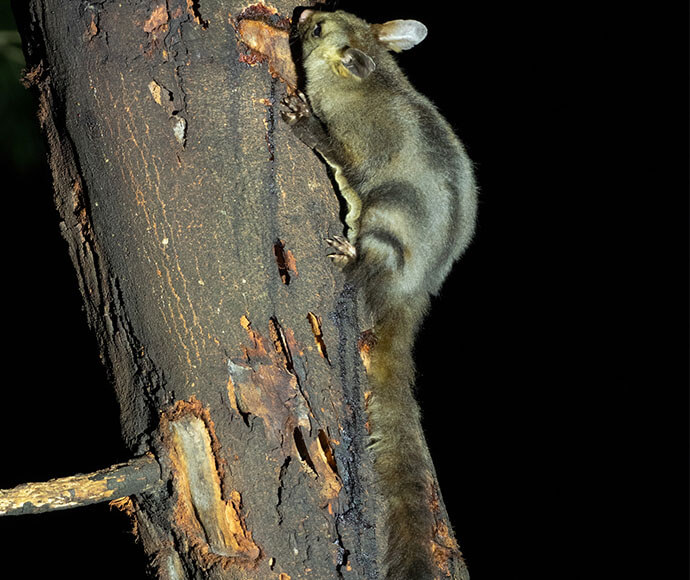 A yellow-bellied glider climbing up a tree