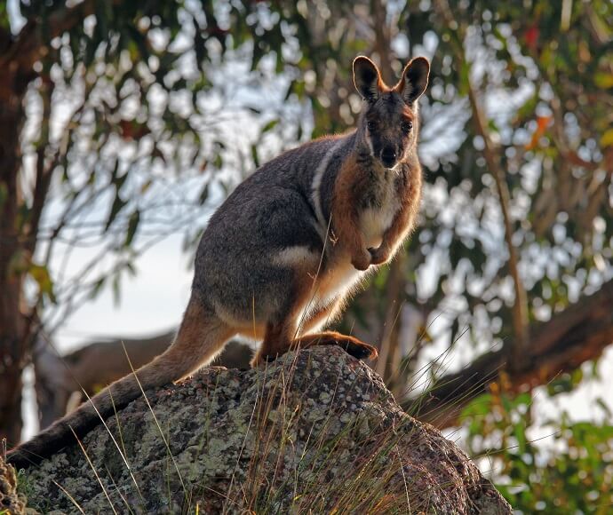 Yellow-footed rock-wallaby (Petrogale xanthopus) standing on granite outcrop.