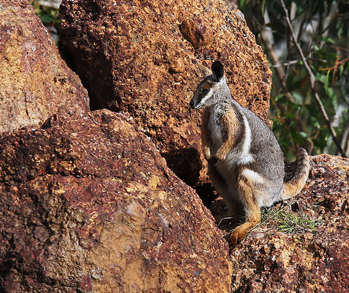 Wallaby perched on a rock. It has caramel brown/yellow markings on its feet, paws and tail with white highlights on them too.