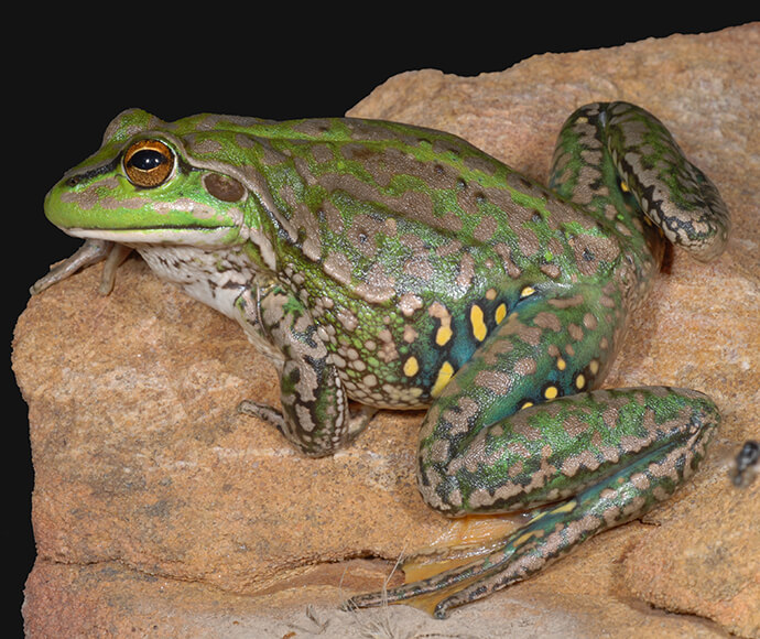 A yellow-spotted bell frog (Litoria castanea) perched on a rock