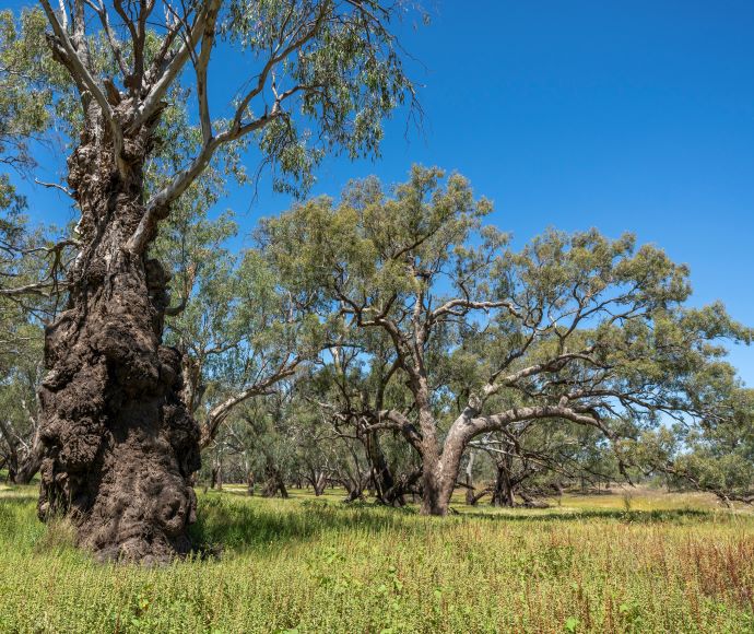 The image showcases the iconic river red gums in the Barwon Nature Reserve. These majestic trees feature robust, gnarled trunks and expansive canopies of dense, green foliage. A particularly large river red gum stands prominently in the foreground, with textured bark and a backdrop of grassy fields and additional river red gums. The clear blue sky with minimal clouds enhances the natural beauty and tranquility of this protected area.