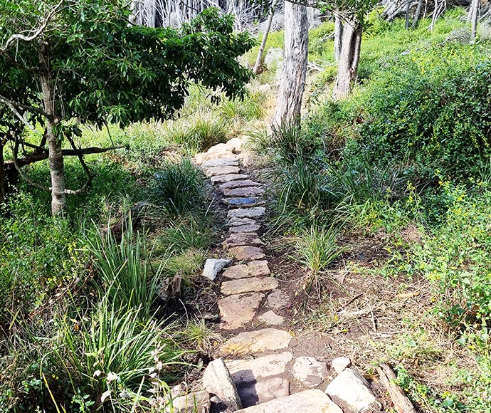 Newly constructed stone steps on a walking track in Beowa National Park, surrounded by grassy terrain and scattered trees.