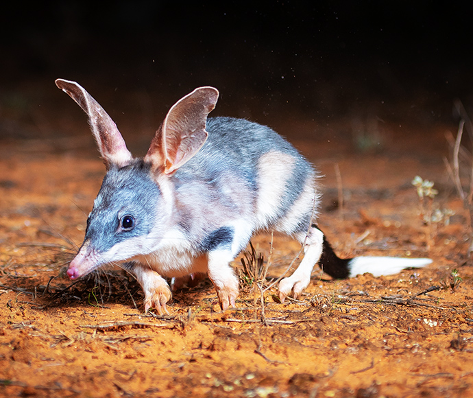 A bilby with soft grey and white fur, large ears, and a long-pointed snout, running across the ground at night. 