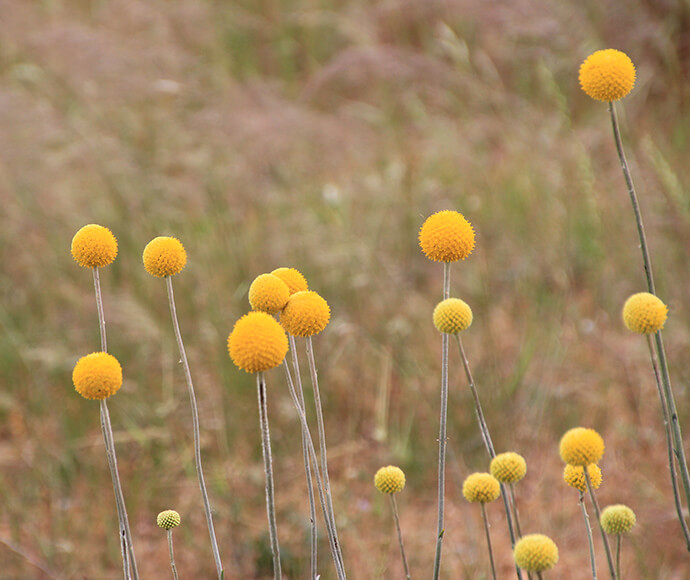 Billy buttons (Craspedia) at Silver Pines, near Urana