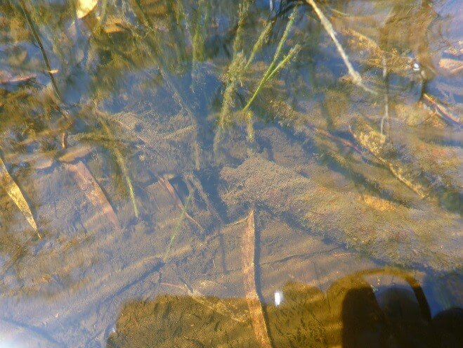 Biofilm on water plants and submerged logs