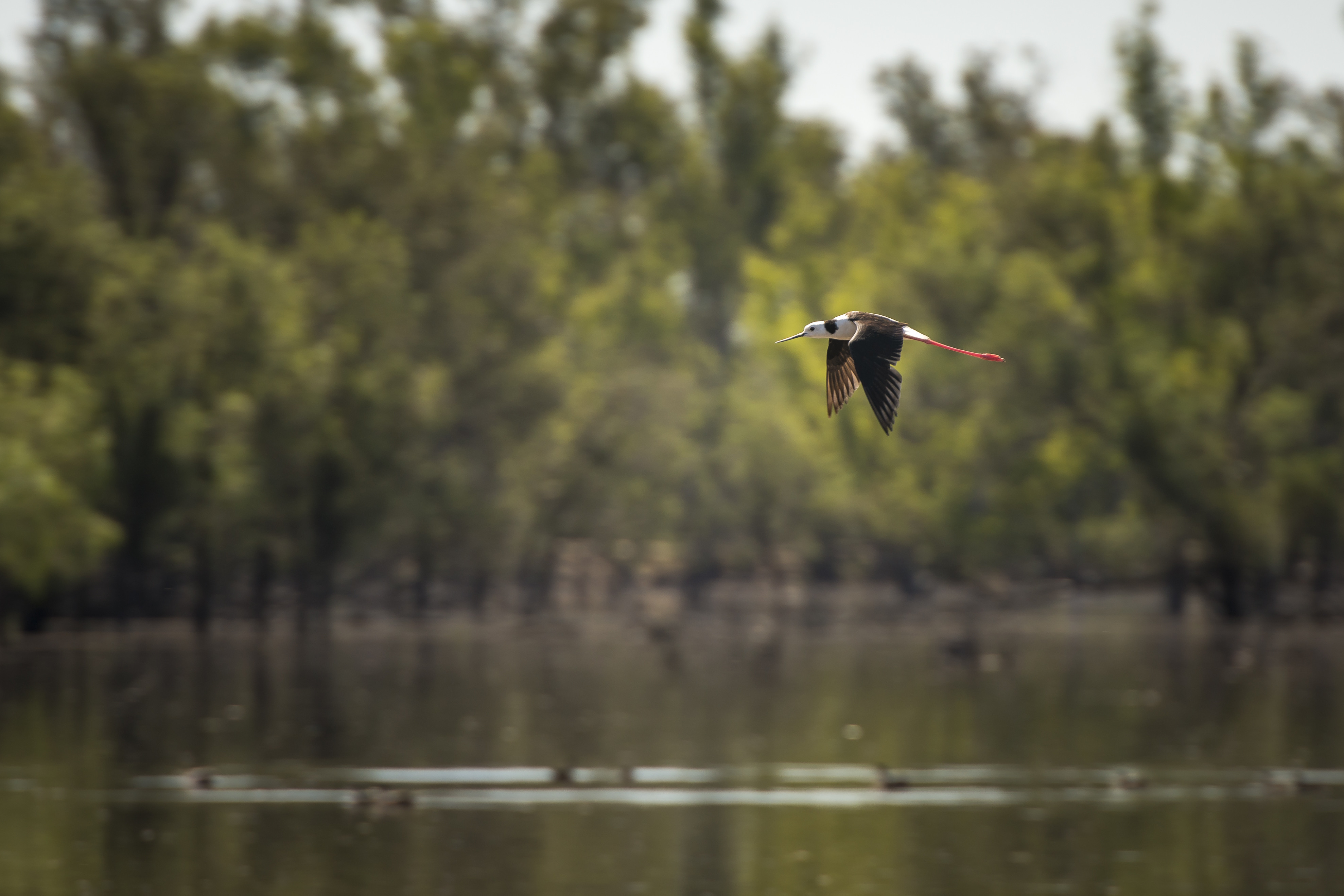 A Black-winged Stilt flying over the Mid Murray River, with numerous trees in the background.