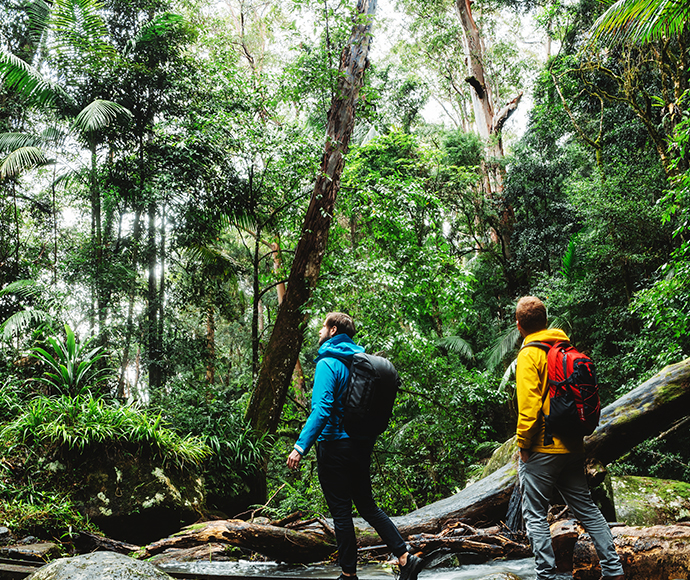 Palm forest walking track, Border Ranges National Park