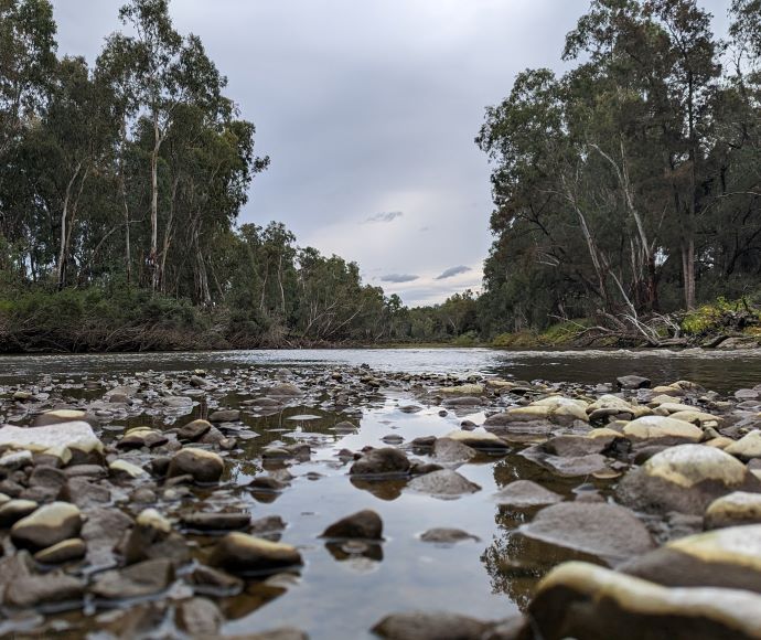 A photo looking upstream at the Dumaresq River in Bonshaw on a cloudy, overcast day. Tall trees stand at the back of the river, and numerous large stones and rocks are scattered throughout the water.