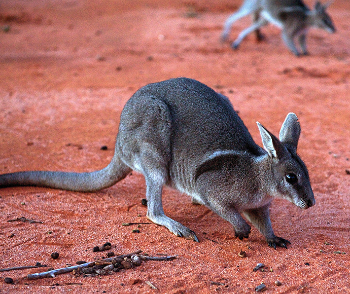 Bridled Nailtailed Wallaby or Flashjack Onychogalea fraenata, marsupial macropod