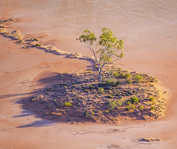 A solitary tree grows on a small, grass-covered patch in a dry, sandy landscape. The shadows extend across the ground.