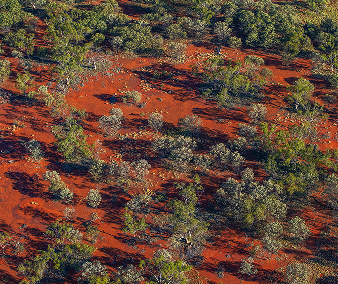 A vast, arid landscape with striking red soil, typical of desert or semi-desert regions. The area is dotted with sparse vegetation, including small shrubs and trees, casting long shadows across the ground. The greenery contrasts with the intense red of the earth, suggesting a harsh but resilient environment.