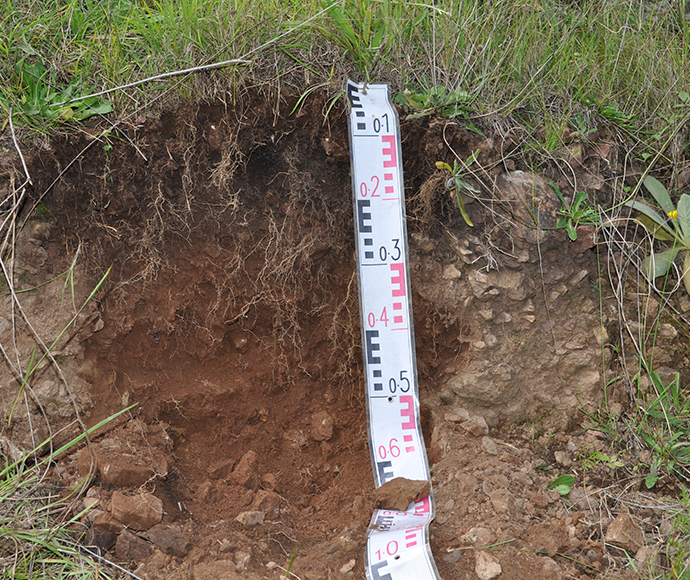 A depth gauge rests on a vertical sample of brown tenosol soil on an embankment.