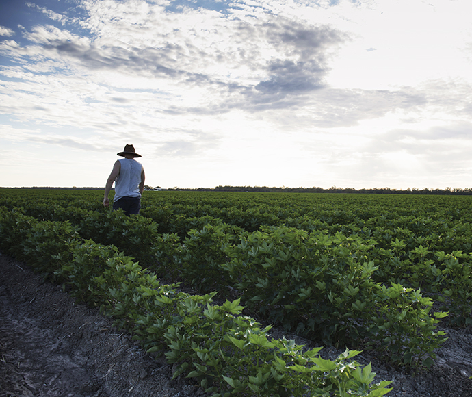  A farmer wearing a cowboy hat, walking between rows of cotton bushes. His back is towards the camera and the sky is cloudy but bright.