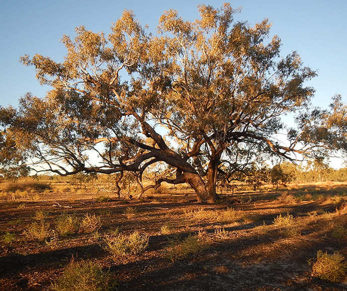 A low, spreading tree on dry reddish ground with tussocks of wild grass sparingly around