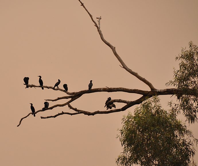 Cormorants (Phalacrocorax sulcirostris) on a tree in Yanga National Park