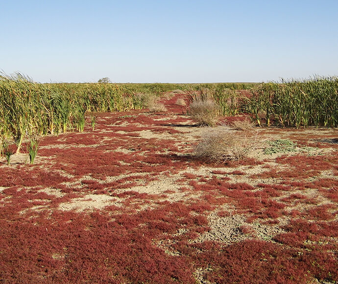 Cumbungi and Myriophyllum on Lake Merrimajeel drying after environmental water flow