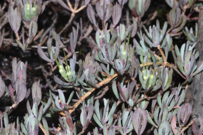 Shrub with silvery-green and purple succulent leaves.