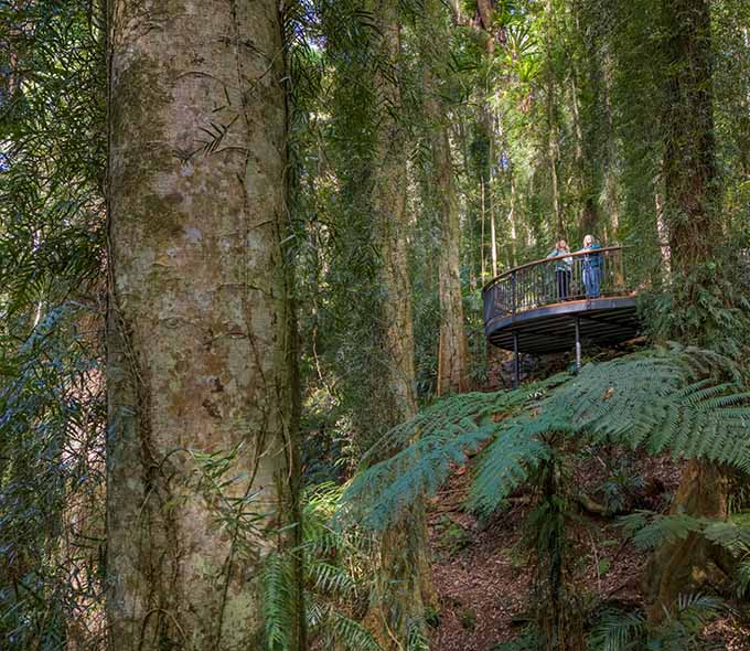 A forest scene with tall trees, ferns, and a curved walkway with 2 tourists standing on it