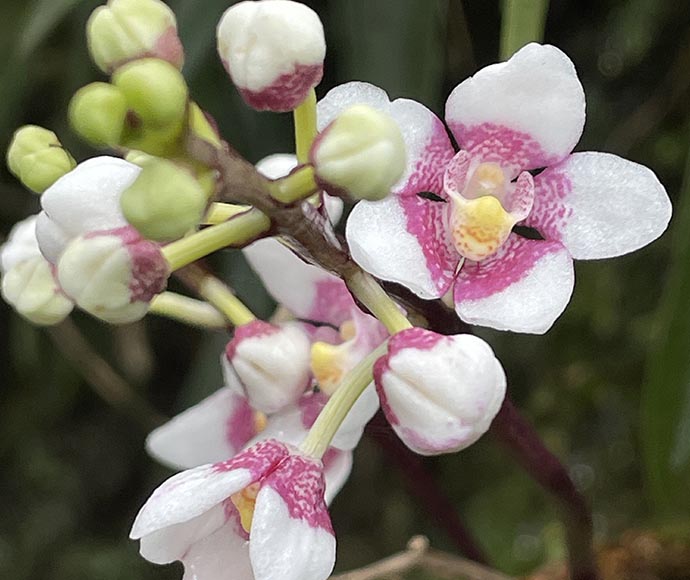 A close-up of a ravine orchid, listed as vulnerable in NSW, showcasing its delicate petals and vibrant colors, set against the lush greenery of Dorrigo National Park.