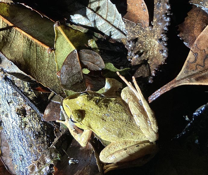 A close-up shot of a Fletcher's frog being released into its natural habitat at Dorrigo National Park, with the frog positioned on a leaf-covered forest floor.