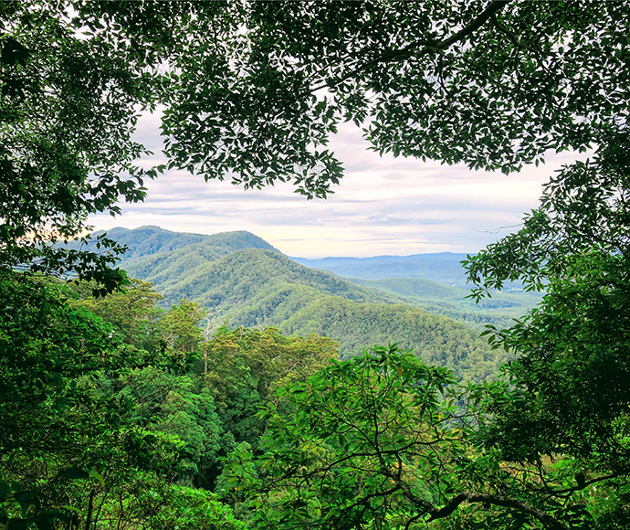 Mountains glimpsed between trees