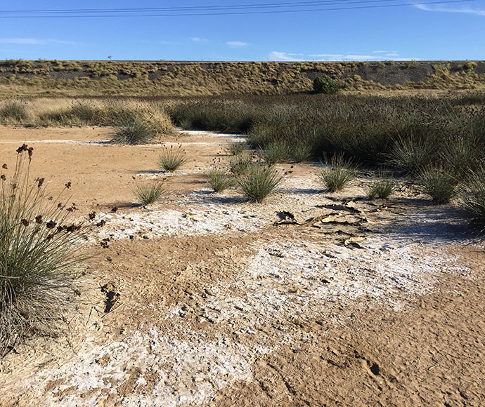 Pale salt patches on the surface indicate dryland salinity at Liddell, NSW.