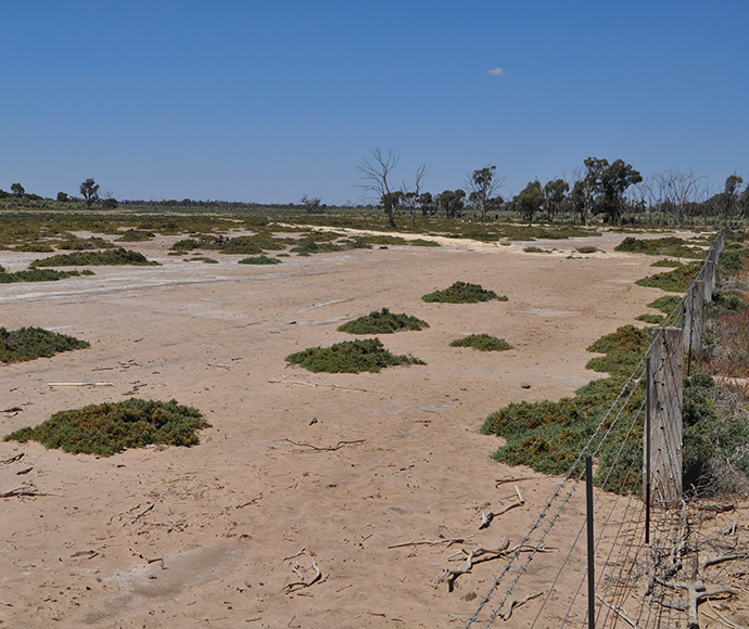 Pale sale deposits on the surface soil indicate a dryland salinity outbreak, middle Murray catchment, NSW