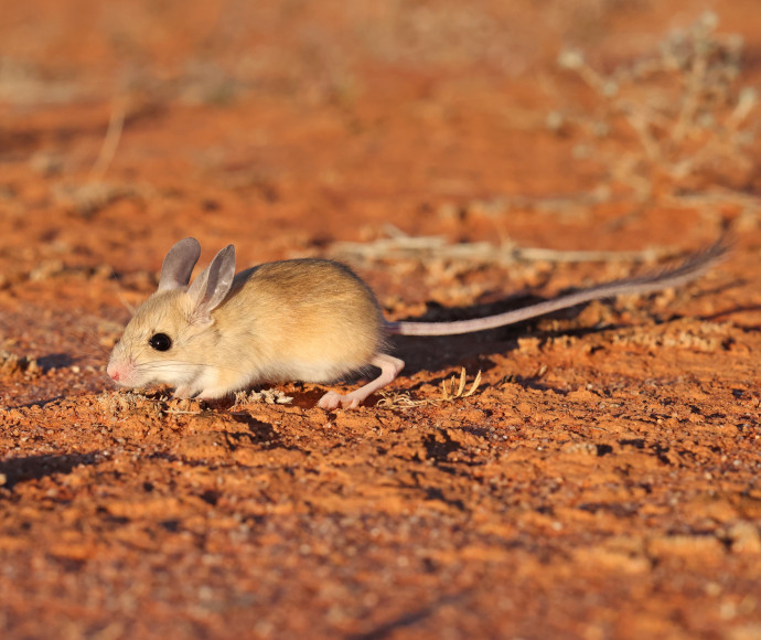 A dusky hopping mouse on red sandy ground.