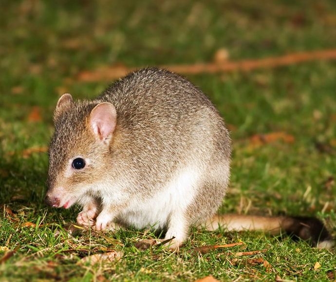 Eastern Bettong (Bettongia gaimardi) sitting on a patch of grass.