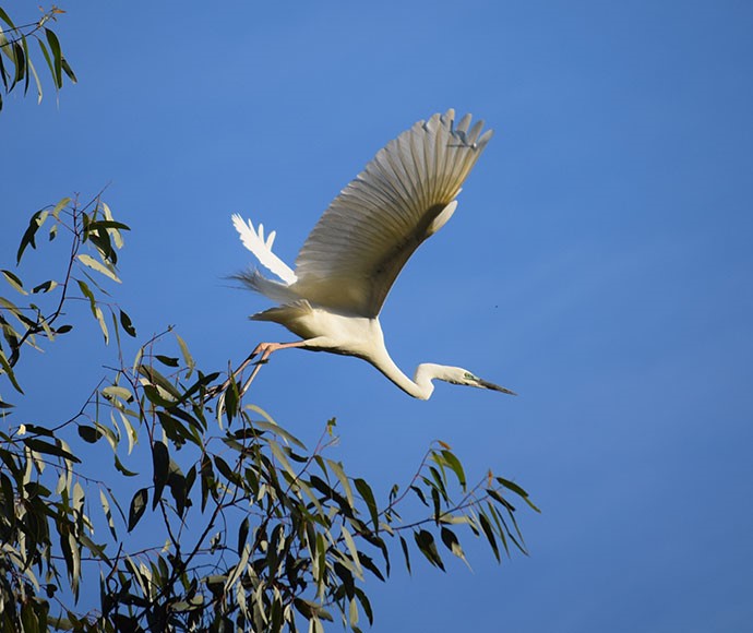 Great egret (Ardea alba) taking flight, Reed Beds Swamp