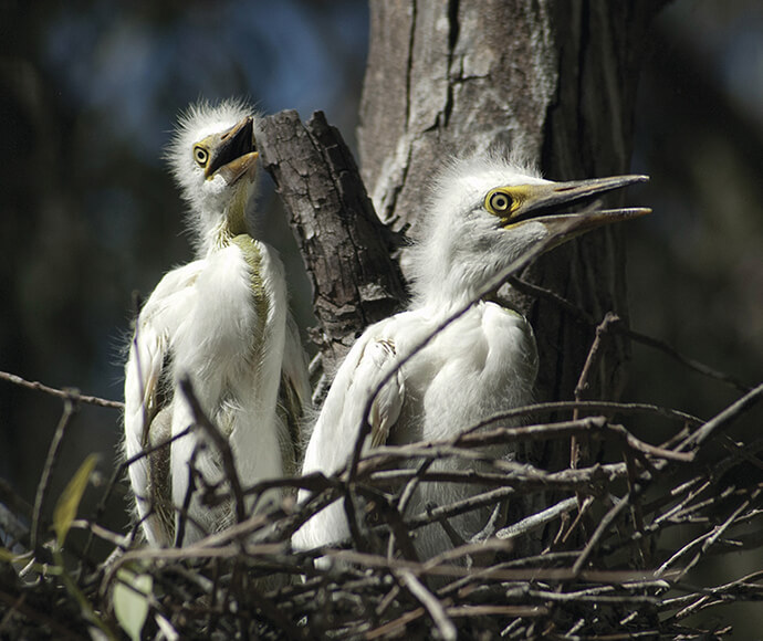 Two great egret chicks (Ardea alba) in a nest in the Macquarie Marshes