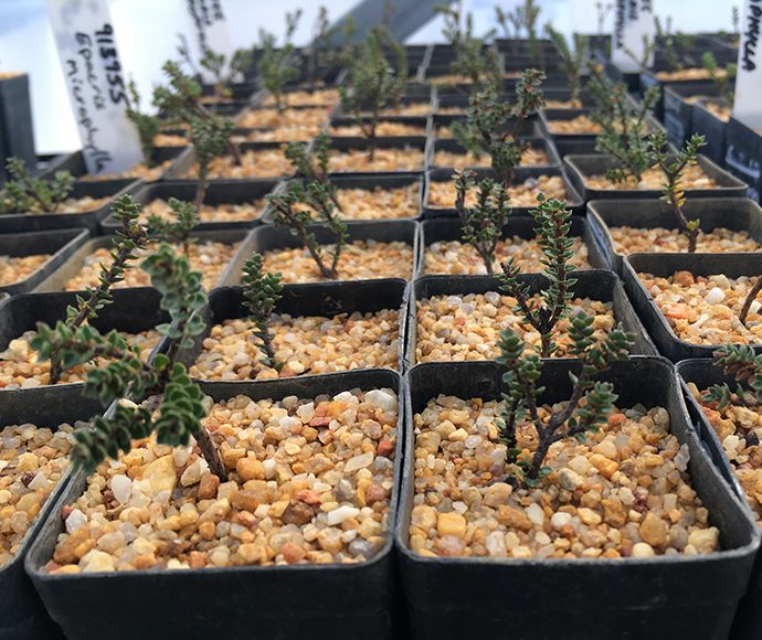 Epacris microphylla cuttings, a shrub commonly known as commonly known as coral heath