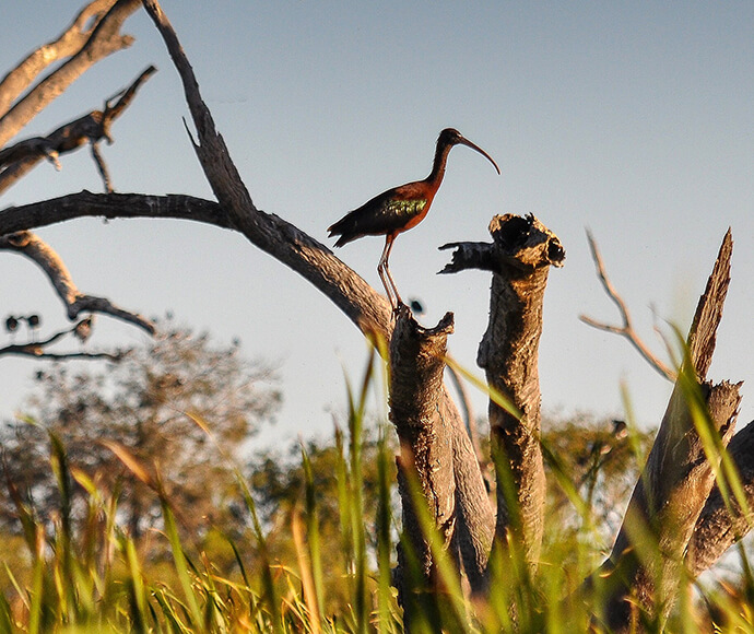 Fledged bronze (glossy) ibis (Plegadis falcinellus) on a branch in the Gingham wetlands