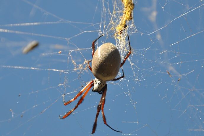 A golden orb weaver (Nephila sp) at the Redbank Wetlands