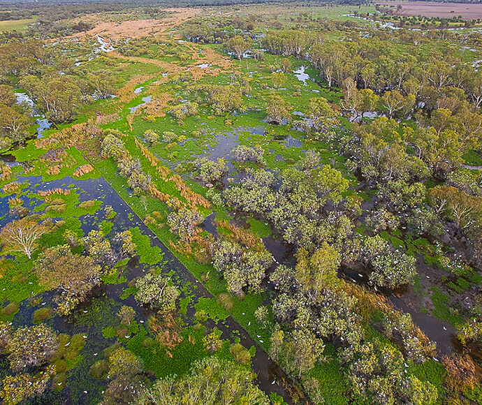 Aerial photo of egret (Ardea alba) colony in the Upper Gingham Wetlands