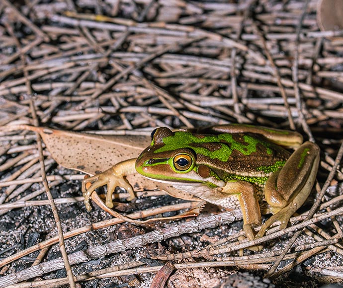 Green and Golden Bell Frog (Litoria aurea)