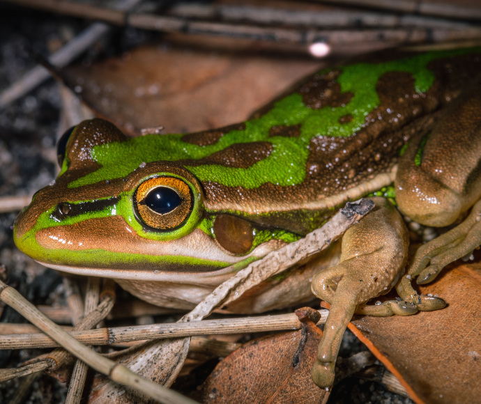 Close-up night photograph of a frog perched on dried sticks and leaves: the frog is golden with bright green patterning and orange-gold eyes