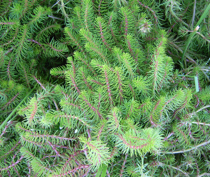 Green milfoil (Myriophyllum) on Lynworth