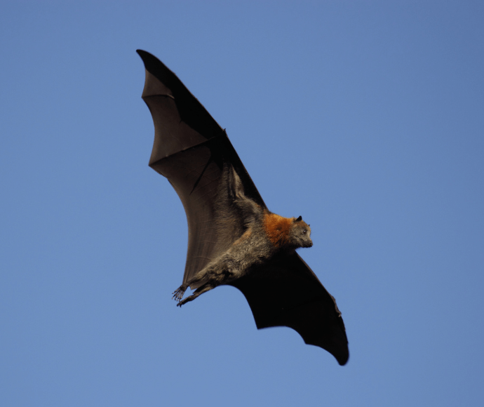 Grey headed flying fox in flight