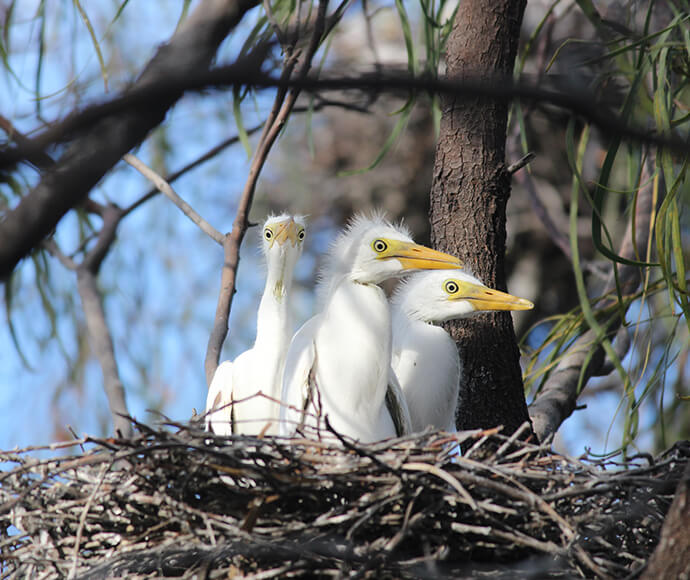 Egret chicks in one of thousands of nests observed in surveys in the 2021-22 Gingham and Lower Gwydir waterbird breeding event