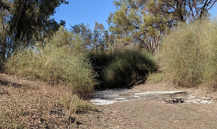 A small body of water flows through a dry, bushy landscape, indicating the arrival of the Northern Fish Flow at the Mehi River in the Gwydir catchment during 2018-19. The scene features green foliage on either side of the water, with a mostly clear sky above and dry ground surrounding the flow.